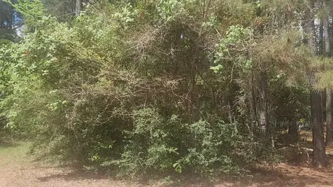 Lot 8 Soapberry Lane Plantersville TX 77363