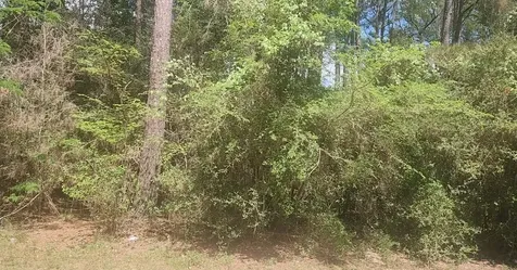 Lot 8 Soapberry Lane Plantersville TX 77363
