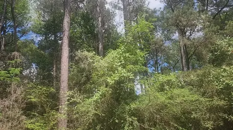 Lot 8 Soapberry Lane Plantersville TX 77363