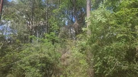 Lot 8 Soapberry Lane Plantersville TX 77363