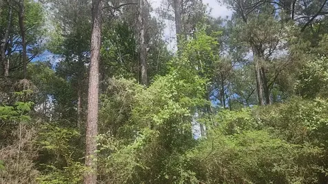 Lot 8 Soapberry Lane Plantersville TX 77363