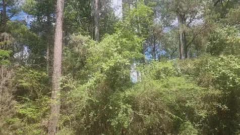 Lot 8 Soapberry Lane Plantersville TX 77363
