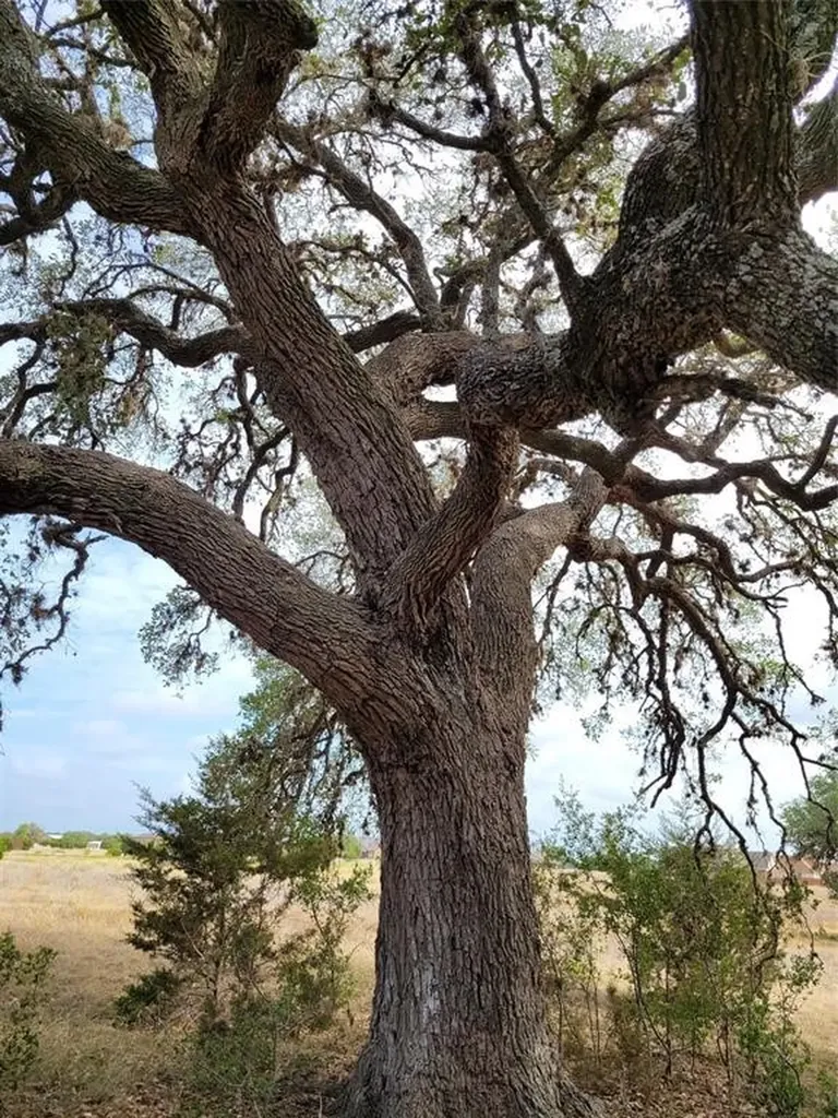 530 Buckskin Trail Bandera TX 78003