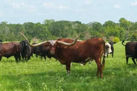 5059 County Road 132 Bedias TX 77831