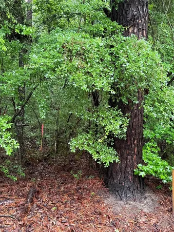 Lot 2 John Keely Road Zavalla TX 75980