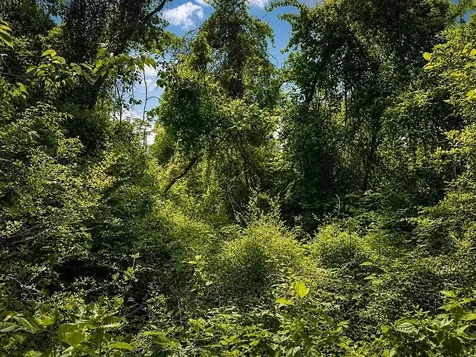 Lot 8 County Road 175 Garrison TX 75946