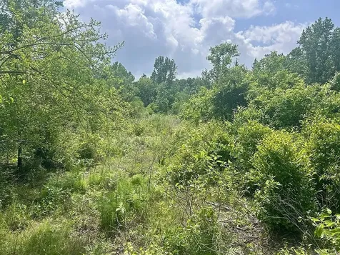 Lot 8 County Road 175 Garrison TX 75946