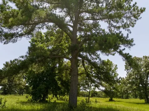 Tbd Live Oak Court Crockett TX 75835