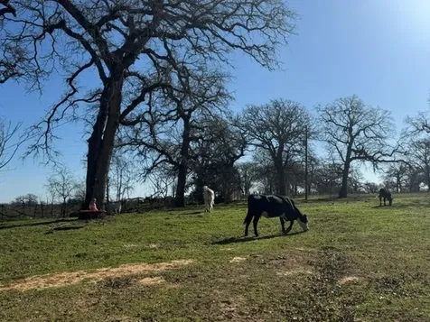 322 County Road 446 Nixon TX 78140