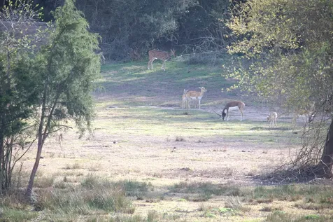 Tbd County Road 412 Lexington TX 78947
