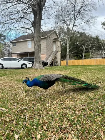 7357 1/2 Brace Street Houston TX 77061