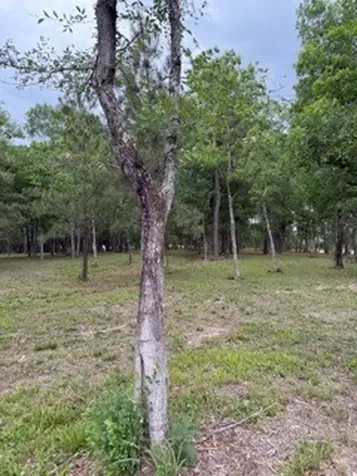 139778 Capital Creek Ranch Boulevard Willis TX 77378