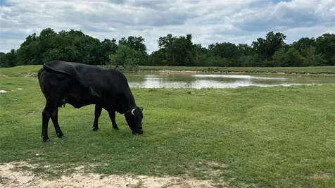 Tbd County Road 317 Rockdale TX 76567