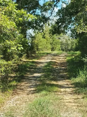 17454 Fm 542 Oakwood TX 75855