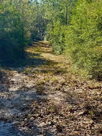 2845 County Road Colmesneil TX 75938