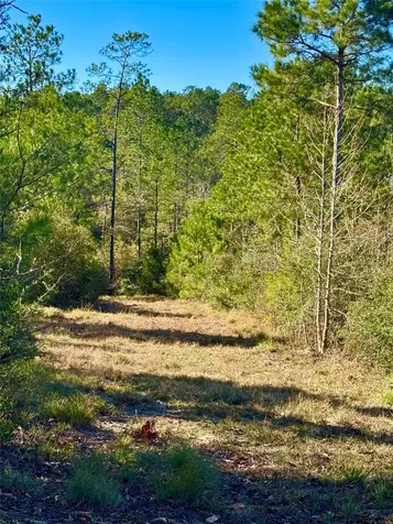 2845 County Road Colmesneil TX 75938