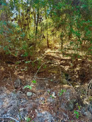 2845 County Road Colmesneil TX 75938