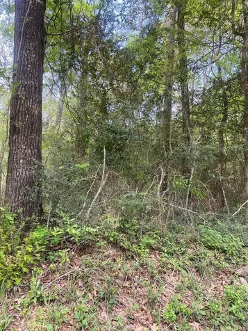 0 Friar Tuck Drive Shepherd TX 77371