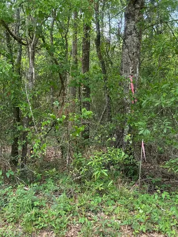 0 Friar Tuck Drive Shepherd TX 77371