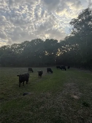 1743 Zimmerscheidt Road New Ulm TX 78950