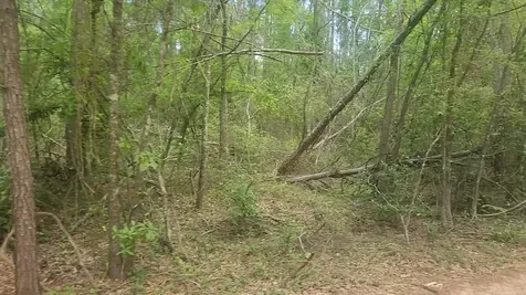 Lot 6 Thornwood Drive Plantersville TX 77363