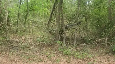 Lot 6 Thornwood Drive Plantersville TX 77363