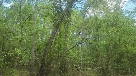 Lot 6 Thornwood Drive Plantersville TX 77363