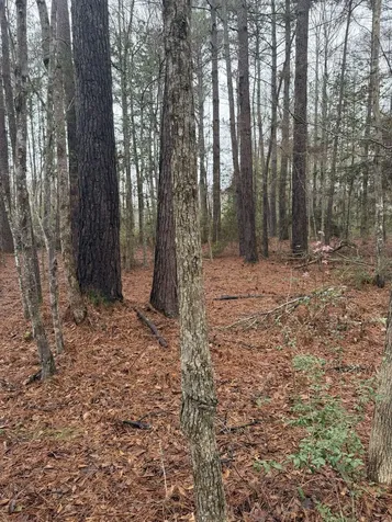 0 County Road 451 Kirbyville TX 75956