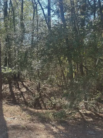 Lot 67/68 Wildwood Harbor Onalaska TX 77360