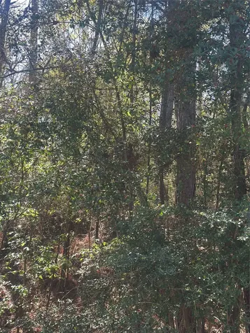 Lot 67/68 Wildwood Harbor Onalaska TX 77360