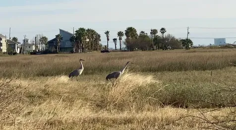 9115 W Bay Road Galveston TX 77554