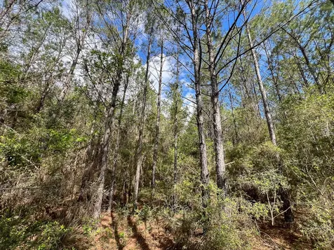 2 Cr 4280 Woodville TX 75979