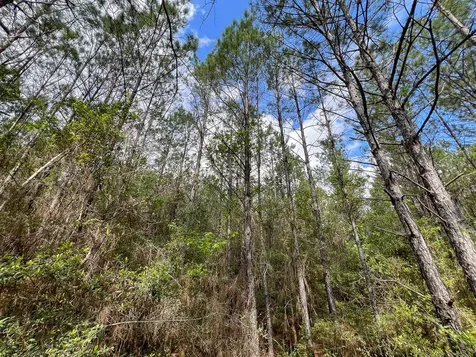 2 Cr 4280 Woodville TX 75979