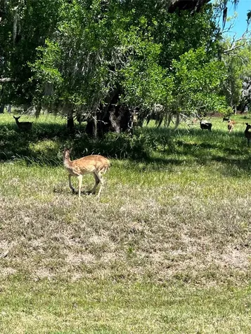 131 Hidden Horse Trail Angleton TX 77515