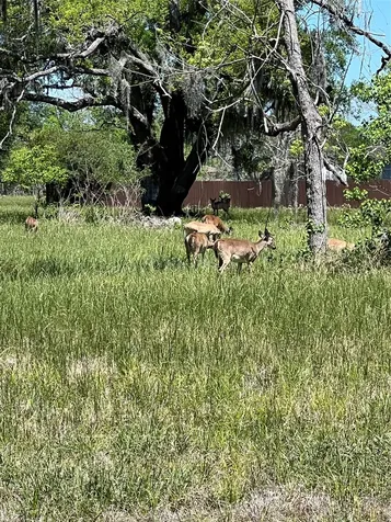 131 Hidden Horse Trail Angleton TX 77515