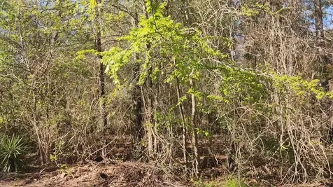 Lot 7 Sweetleaf Lane Plantersville TX 77363