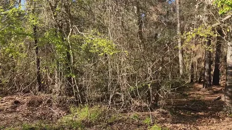 Lot 7 Sweetleaf Lane Plantersville TX 77363