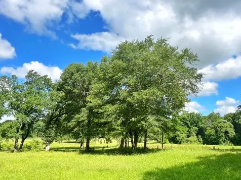 78 Ac Cr 1080 Fairfield TX 75840