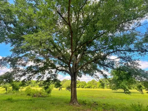 78 Ac Cr 1080 Fairfield TX 75840