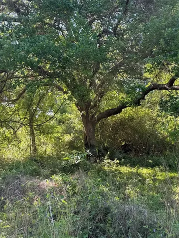 15563 Tax Id Ramblewood County Road 281 Road Sargent TX 77414