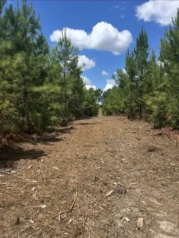 10343 Private Road 8012 Bronson TX 75930