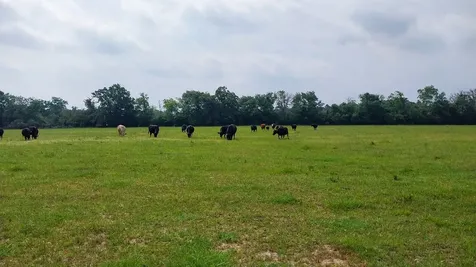 1 County Road 3465 Lovelady TX 75851
