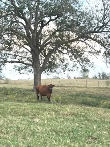 28 Acres Shaws Bend Road Columbus TX 78934