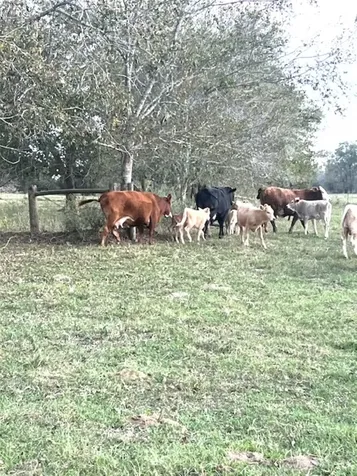 28 Acres Shaws Bend Road Columbus TX 78934