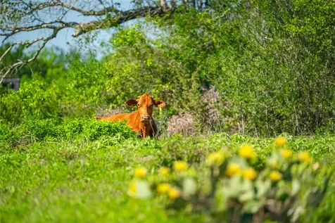 0 Sparta Field Road Waelder TX 78959