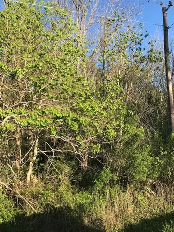 0 E Live Oak Road Van Vleck TX 77482