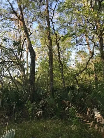 0 E Live Oak Road Van Vleck TX 77482