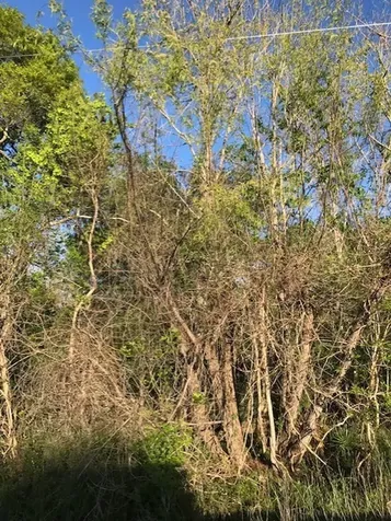 0 E Live Oak Road Van Vleck TX 77482
