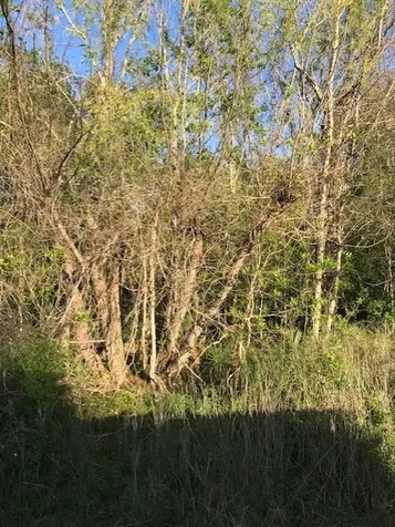 0 E Live Oak Road Van Vleck TX 77482