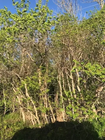 0 E Live Oak Road Van Vleck TX 77482